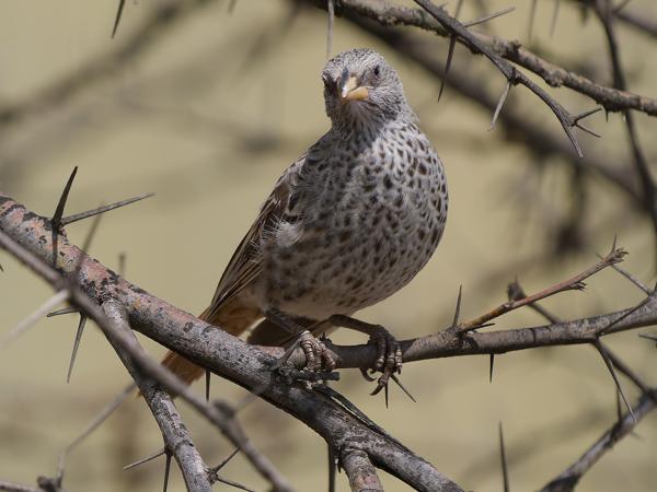 <h3><a href="/trips/tanzania/biota/animalia/chordata/aves/040 passeriformes/113 passeridae/histurgops ruficauda/histurgops ruficauda-nl.html">Histurgops&nbsp;ruficauda</a> / Rufous‑tailed&nbsp;weaver / Roodstaartwever</h3>OM-1 Mark II met OLYMPUS M.150-400mm F4.5 TC, 1/2000 sec  bij F5.6, ISO 400, afstand 11.7&nbsp;m